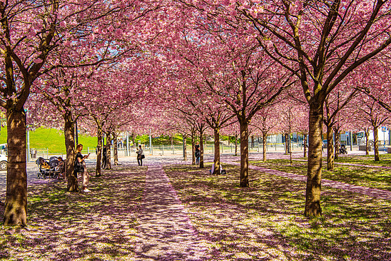 Spring in Luma Park in Stockholm
