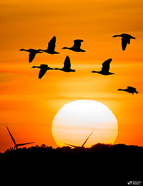 Sunset with ducks at Hornborgasjön