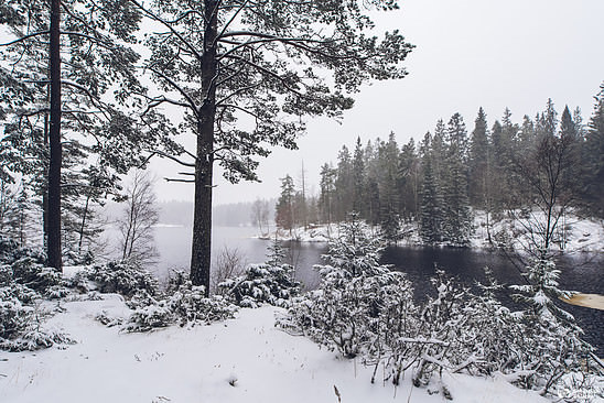 Some Swedish winter