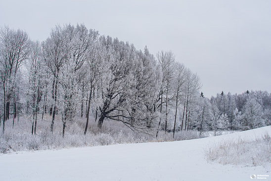 Some Swedish winter