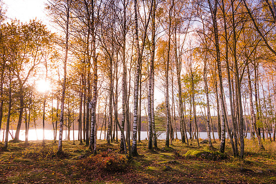 Autumn in Swedish colors