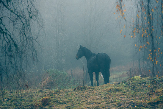 Autumn fog with horse