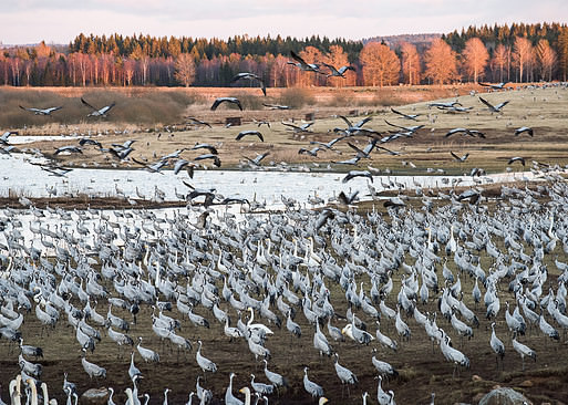 Cranes all over