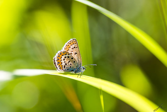 Polyommatini - macro shot