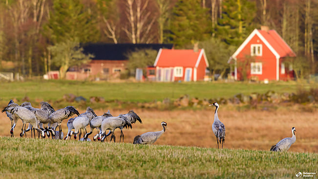 Cranes at Hornbogasjön - AF-S NIKKOR 200-500mm f/5.6E ED VR