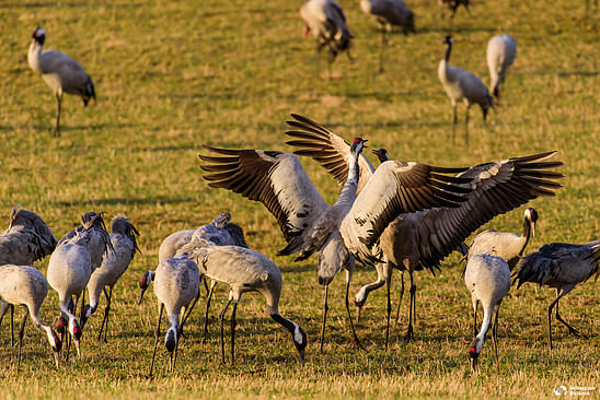 Cranes at Hornbogasjön - AF-S NIKKOR 200-500mm f/5.6E ED VR