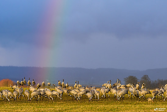 Cranes at Hornbogasjön - AF-S NIKKOR 200-500mm f/5.6E ED VR