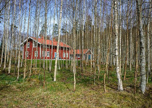 Swedish house between poplars