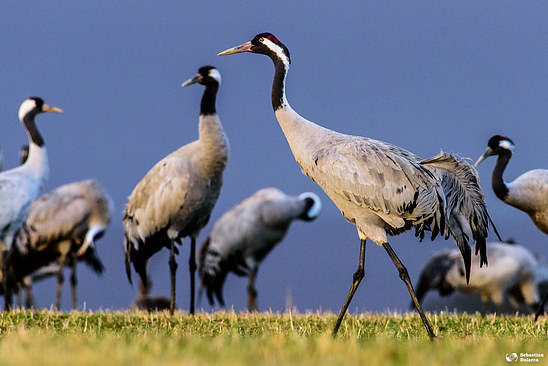 Cranes at Hornbogasjön - AF-S NIKKOR 200-500mm f/5.6E ED VR