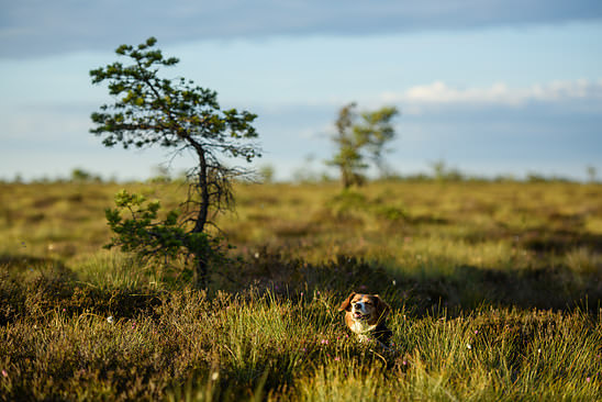 Nuserat in Komosse Naturreservat