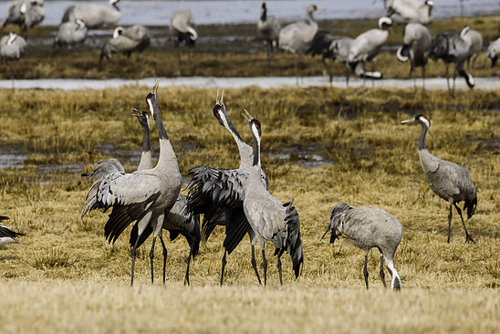 Cranes dancing at Hornborgasjön