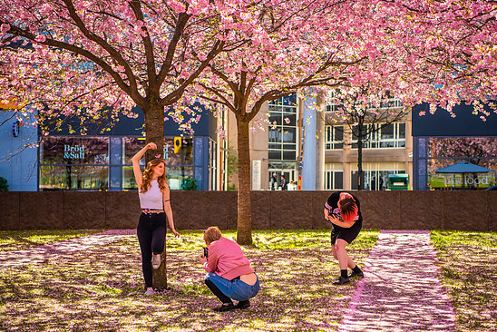 Spring in Luma Park in Stockholm