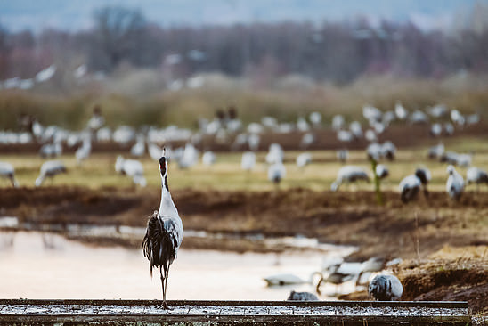 Cranes at Hornbogasjön