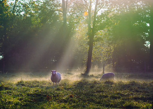Autumn in the Swedish countryside with sheep