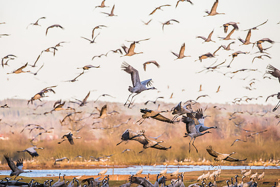 Cranes at Hornbogasjön