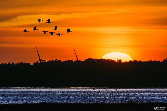 Sunset with ducks at Hornborgasjön