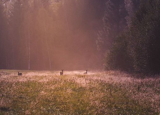 Deer on a field in the autumn light