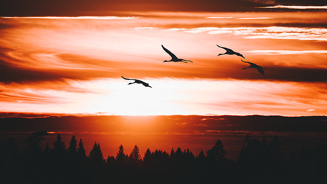 Cranes at sunset